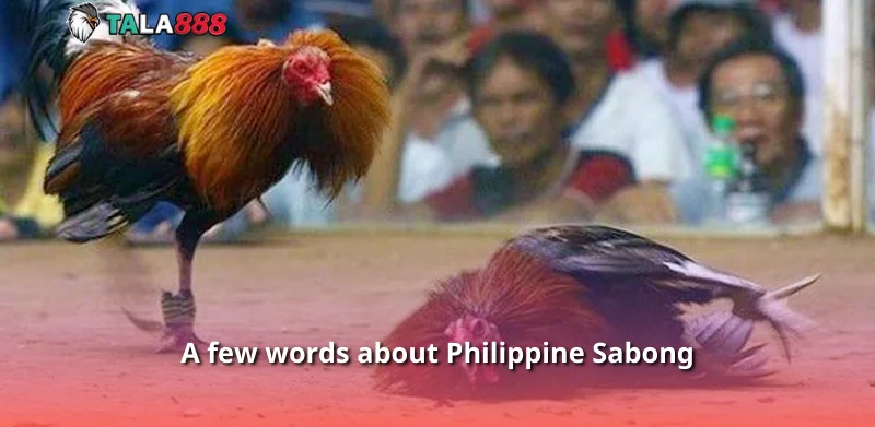 A few words about Philippine Sabong