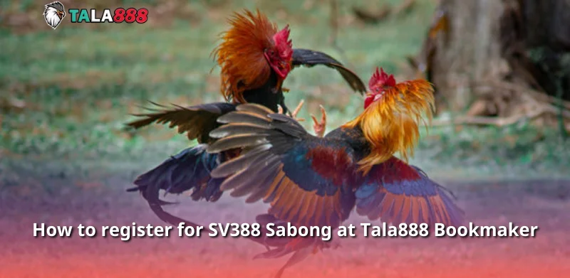 How to register for SV388 Sabong at Tala888 Bookmaker