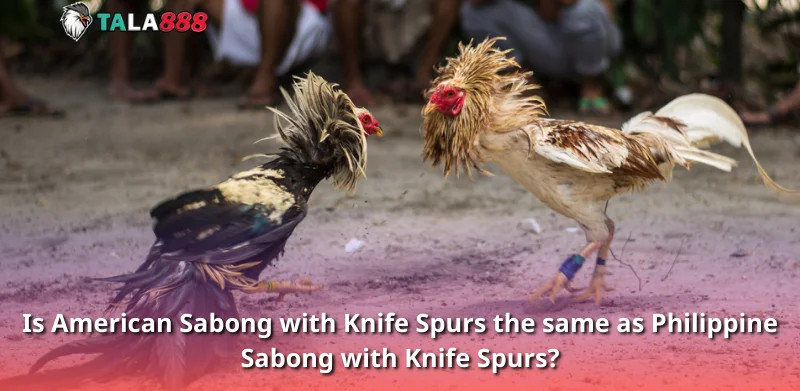 Is American Sabong with Knife Spurs the same as Philippine Sabong with Knife Spurs?