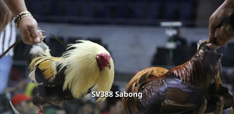 SV388 Sabong