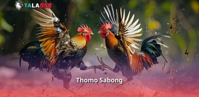 Thomo Sabong