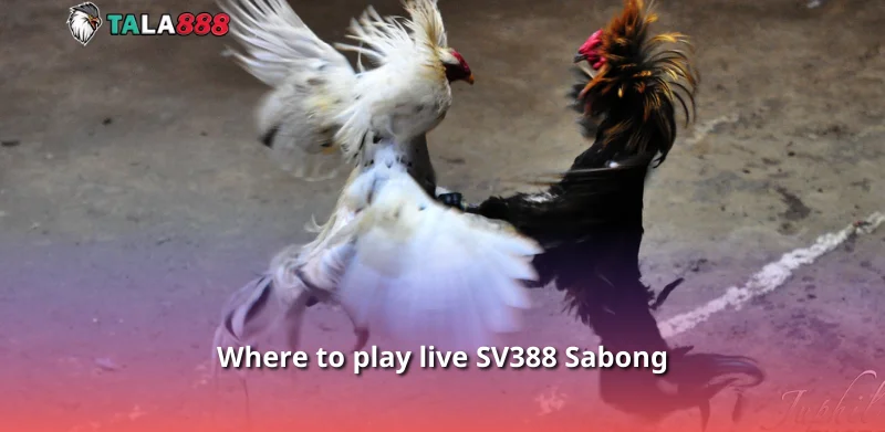 Where to play live SV388 Sabong