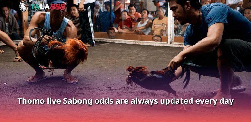 Thomo live Sabong odds are always updated every day