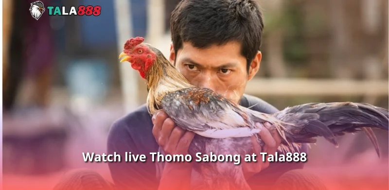 Watch live Thomo Sabong at Tala888